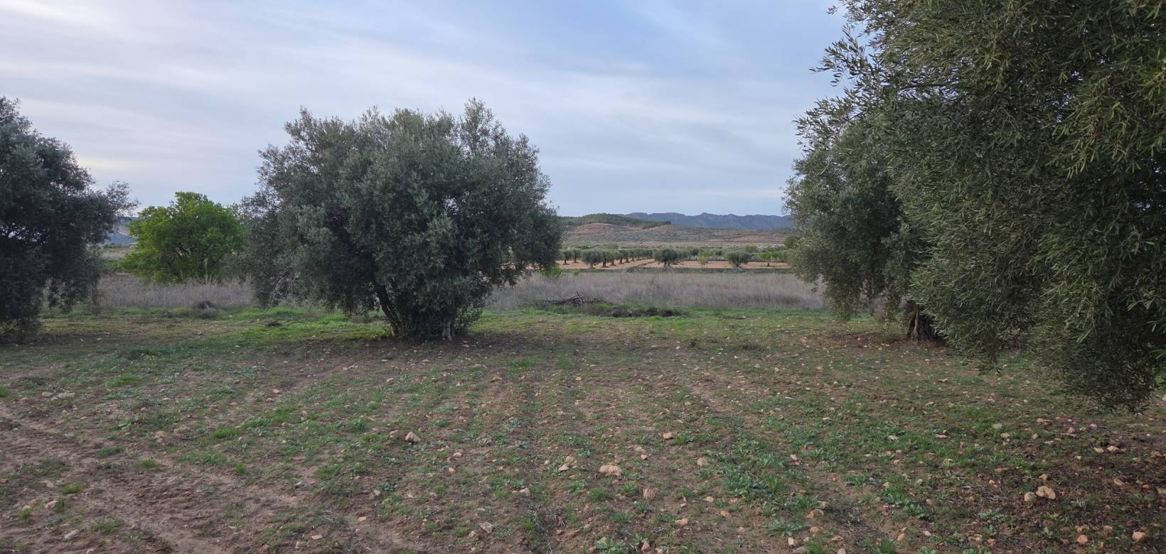 Wederverkoop - Land - Jumilla