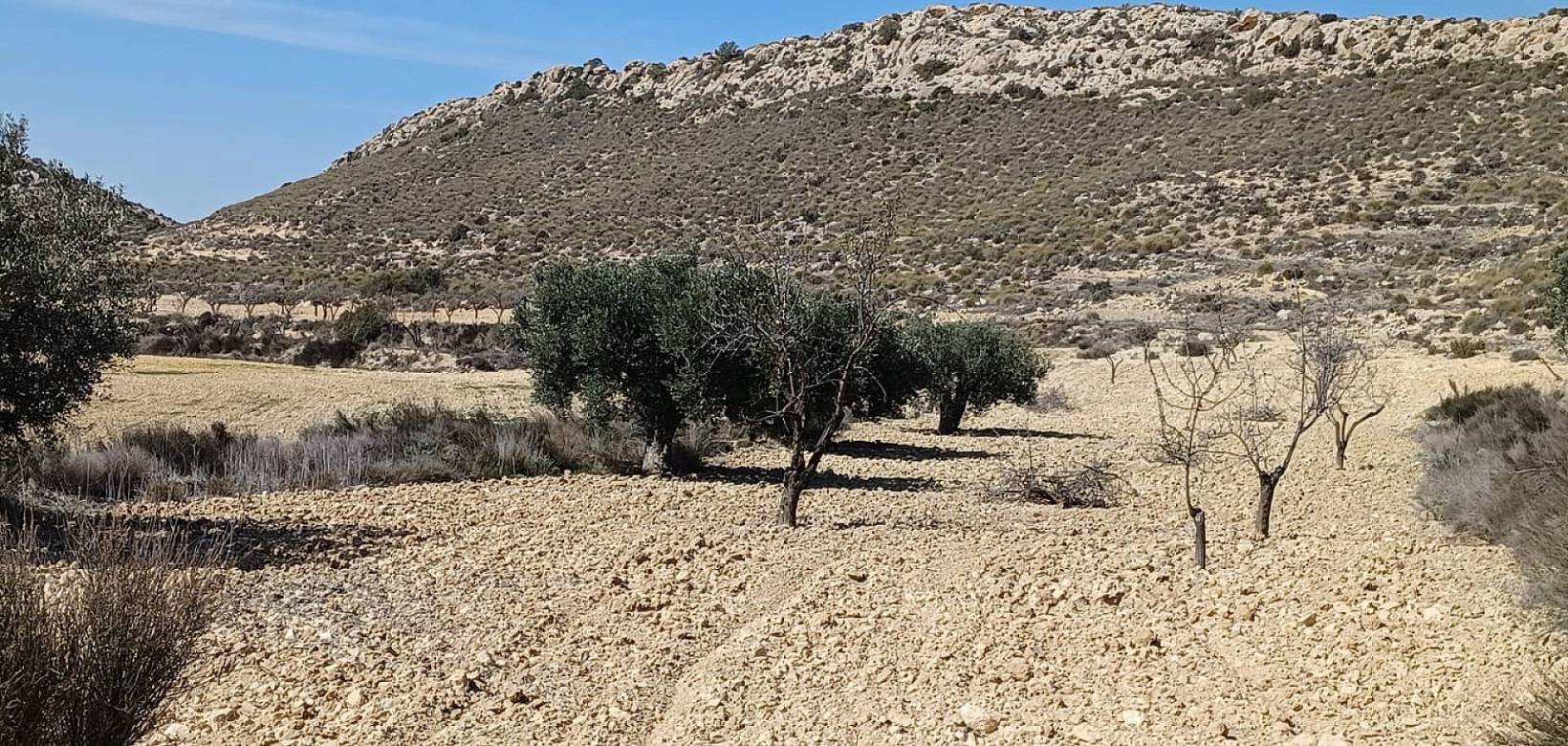 Wederverkoop - Land - Pinoso - 