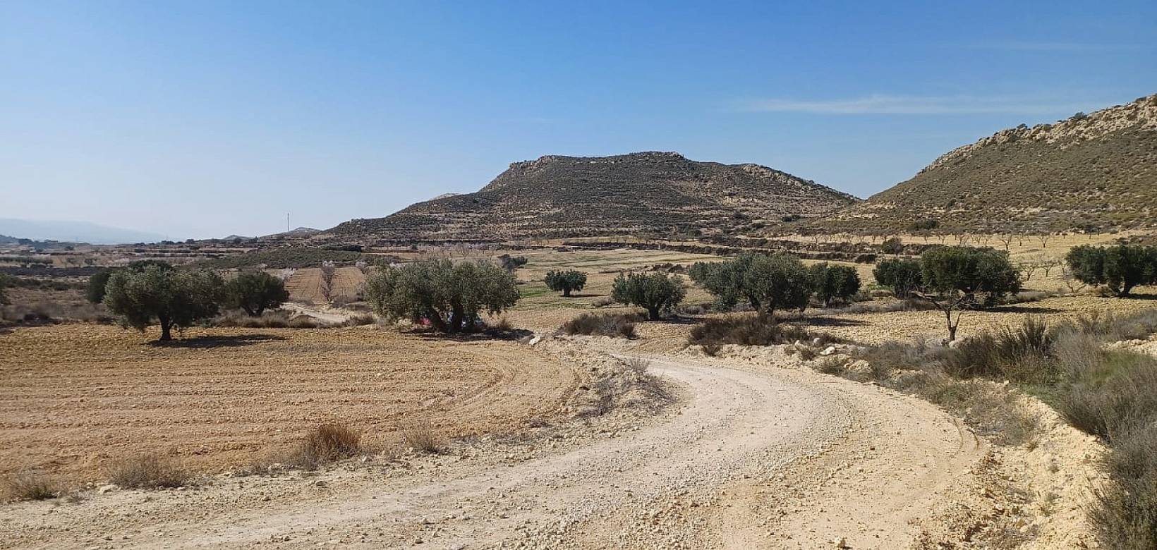 Wederverkoop - Land - Pinoso - 