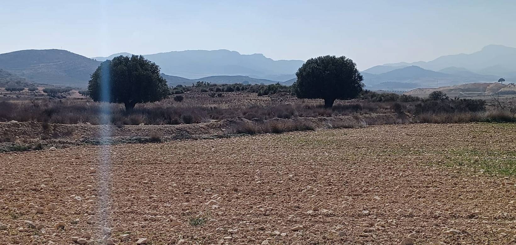 Wederverkoop - Land - Pinoso - 