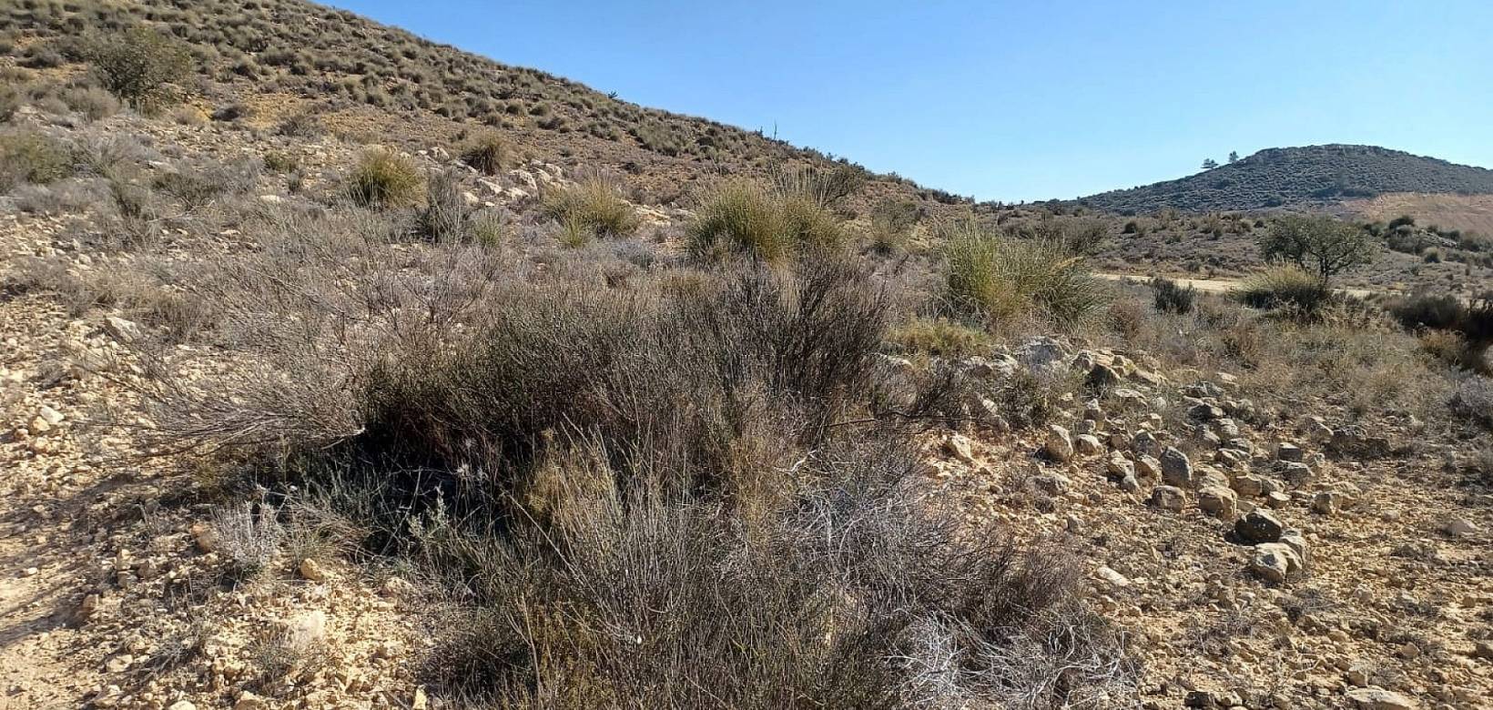 Wederverkoop - Land - Pinoso - 