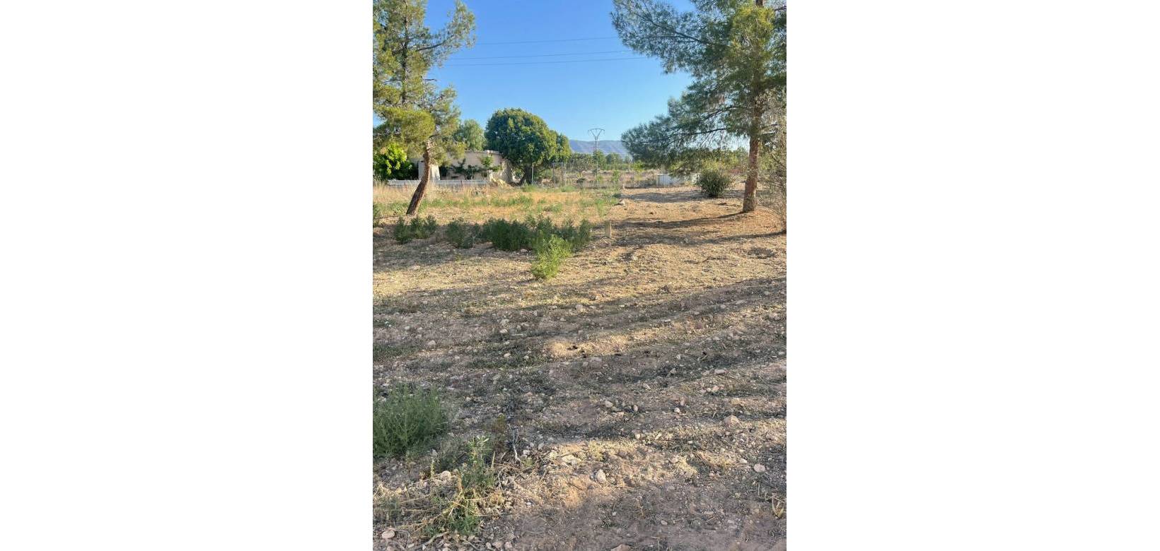 Wederverkoop - Land - Pinoso - 