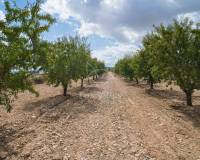 Wederverkoop - Land - Pinoso - 