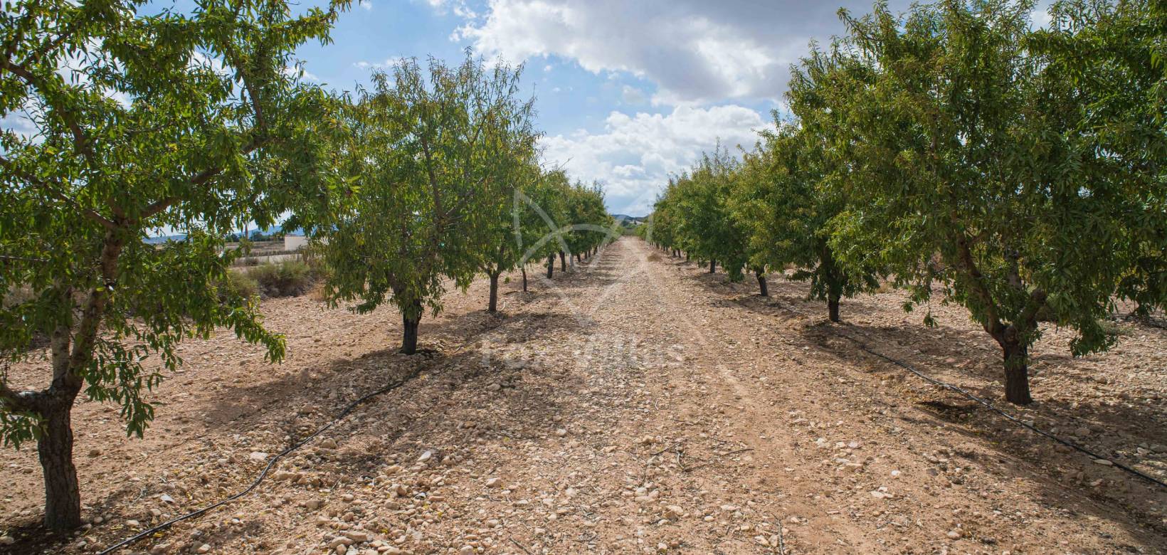 Wederverkoop - Land - Pinoso - 
