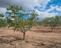 Wederverkoop - Land - Pinoso - 