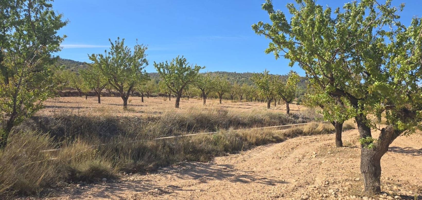 Wederverkoop - Land - Salinas