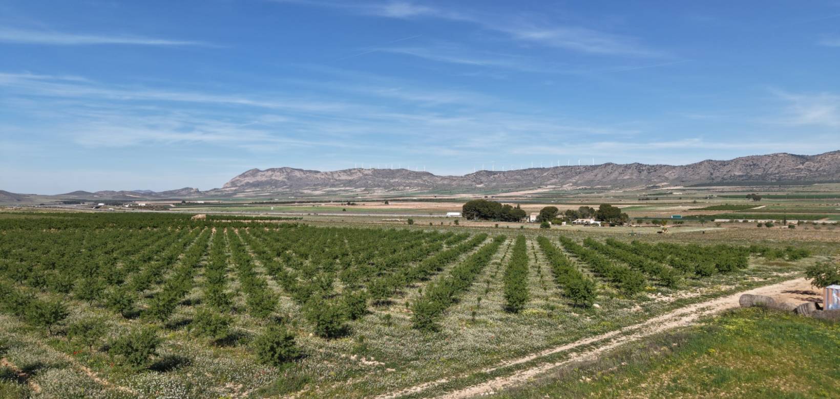 Wederverkoop - Land - Yecla - Yecla Murcia