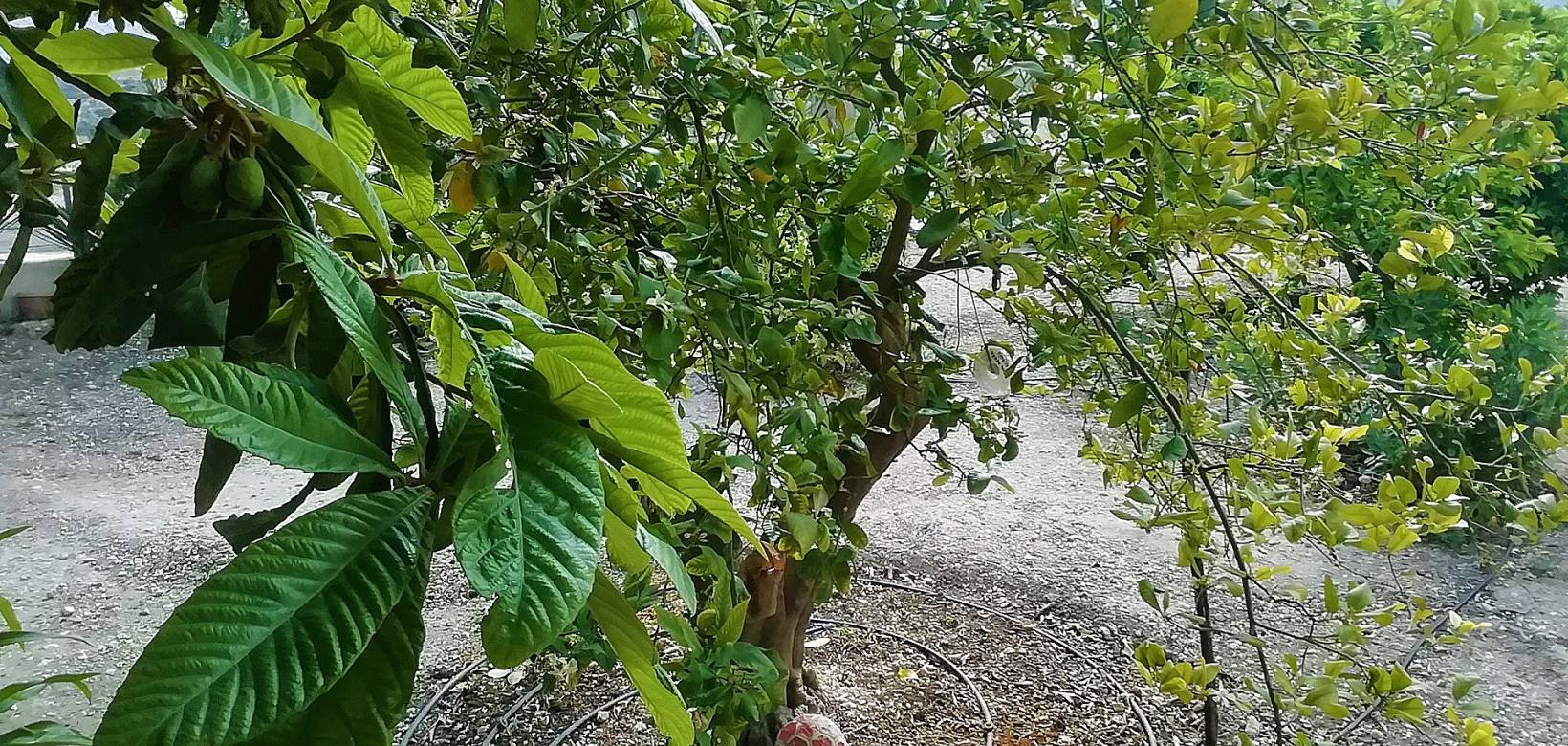 Wederverkoop - Villa - Abanilla - 