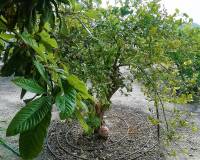 Wederverkoop - Villa - Abanilla - 