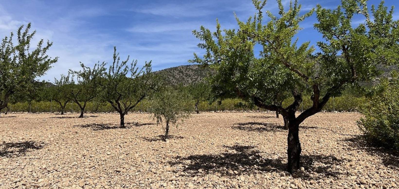 Wederverkoop - Villa - Pinoso - 