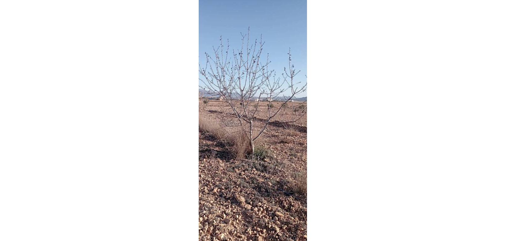 Wederverkoop - Villa - Pinoso - 