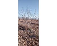 Wederverkoop - Villa - Pinoso - 