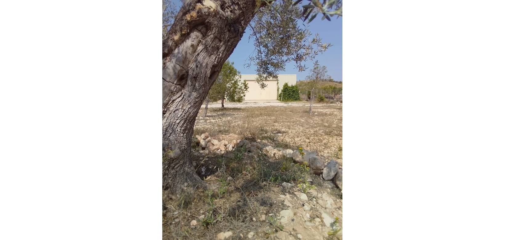 Wederverkoop - Villa - Pinoso - 