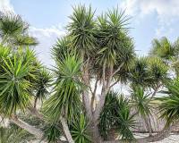 Wederverkoop - Villa - Pinoso - 