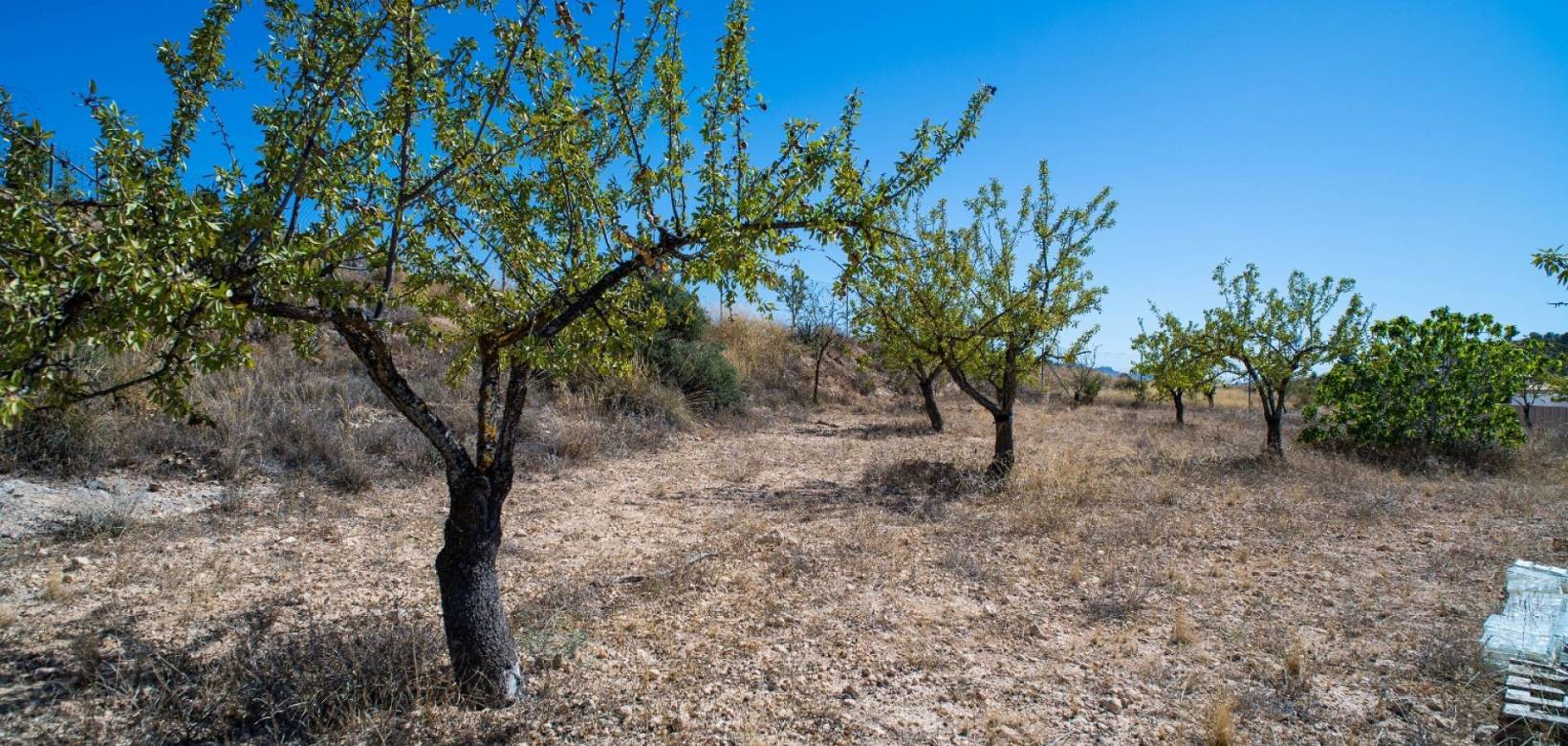 Wederverkoop - Villa - Pinoso - 