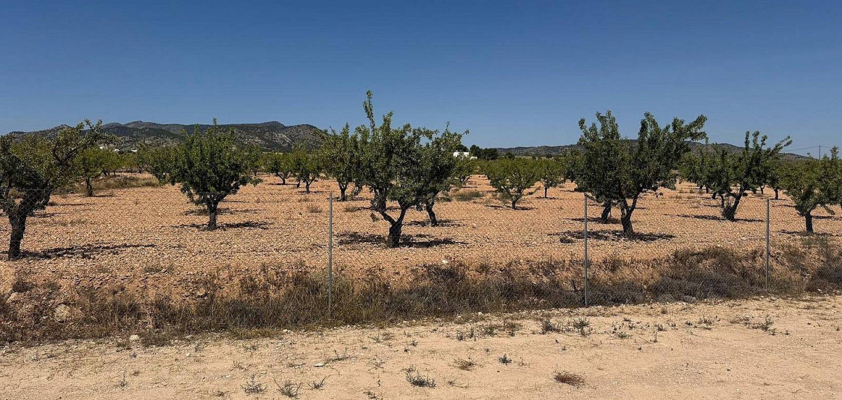 Wederverkoop - Villa - Pinoso - 