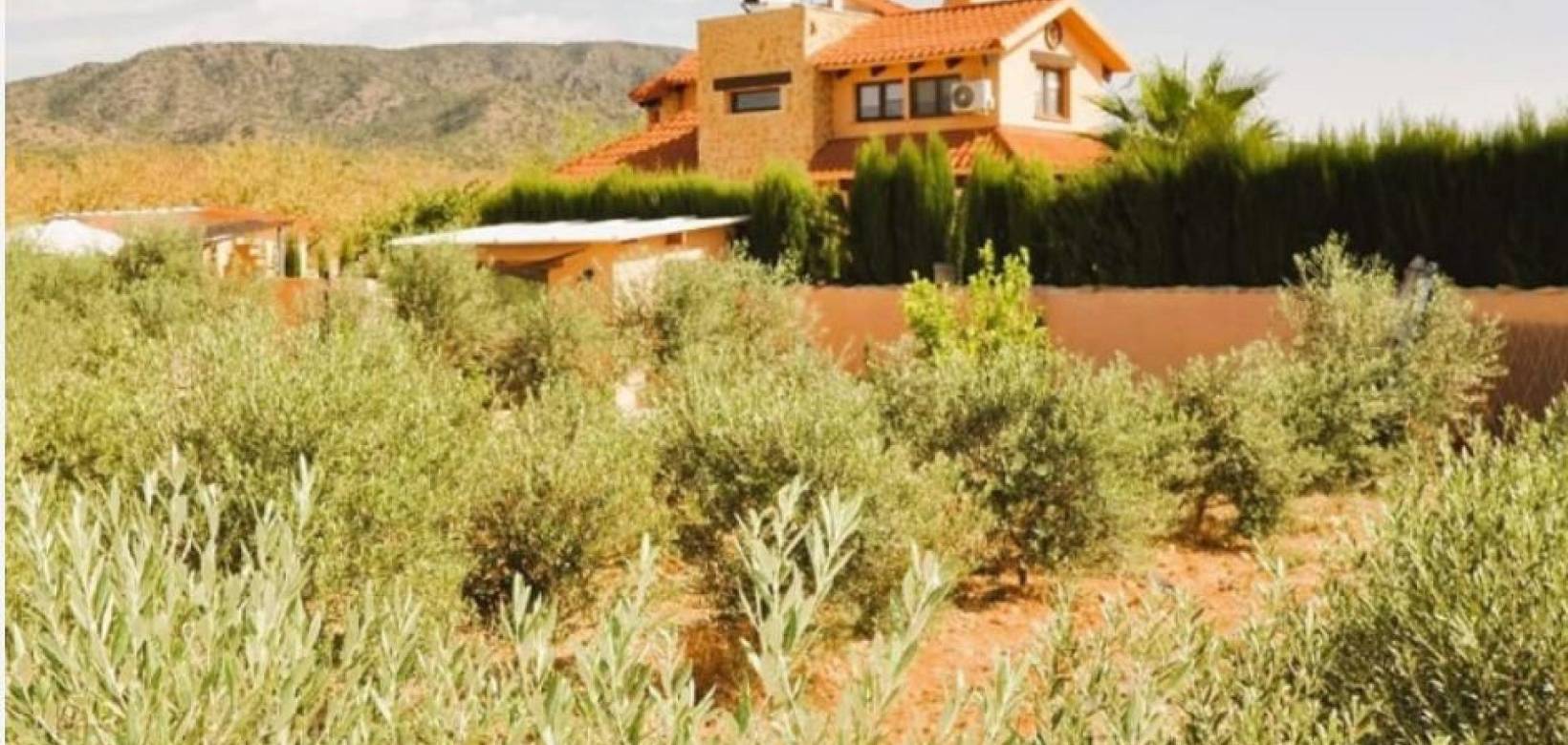 Wederverkoop - Villa - Pinoso - 