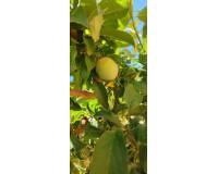 Wederverkoop - Villa - Pinoso - 