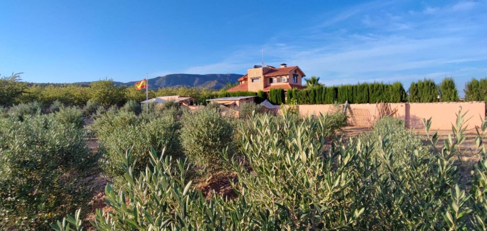 Wederverkoop - Villa - Pinoso - 