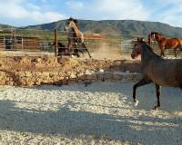 Wederverkoop - Villa - Pinoso - 