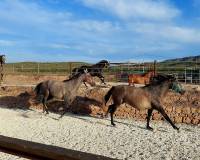 Wederverkoop - Villa - Pinoso - 