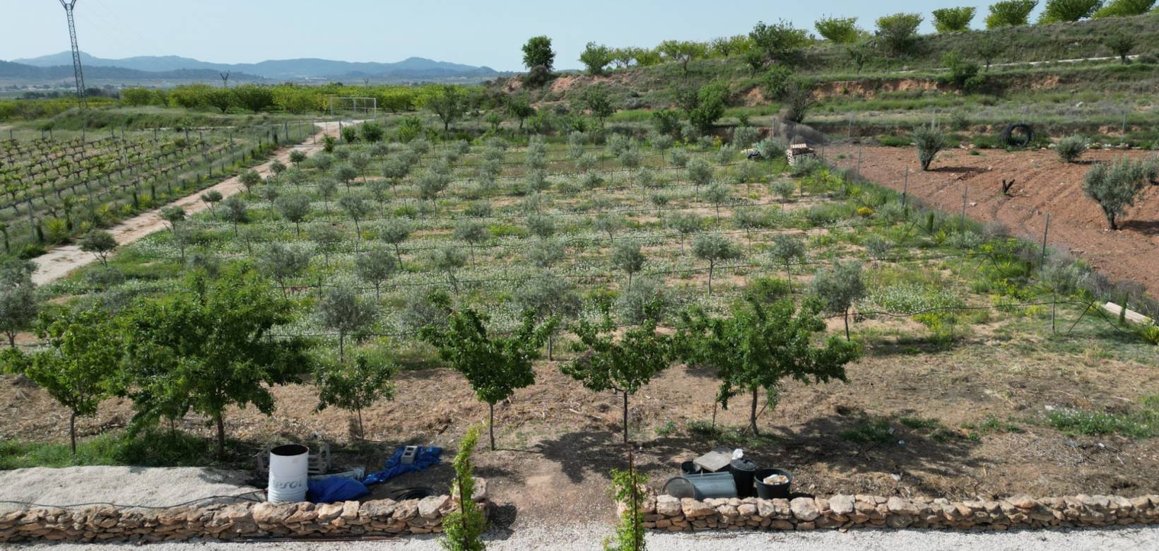 Wederverkoop - Villa - Pinoso - 