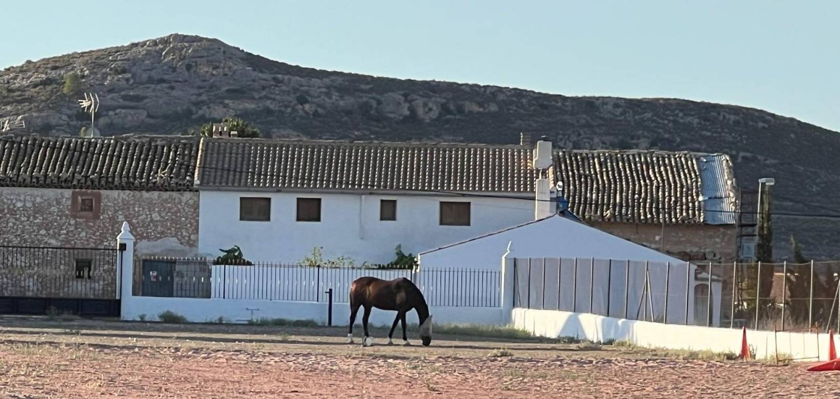 Wederverkoop - Villa - Torre del Rico - 