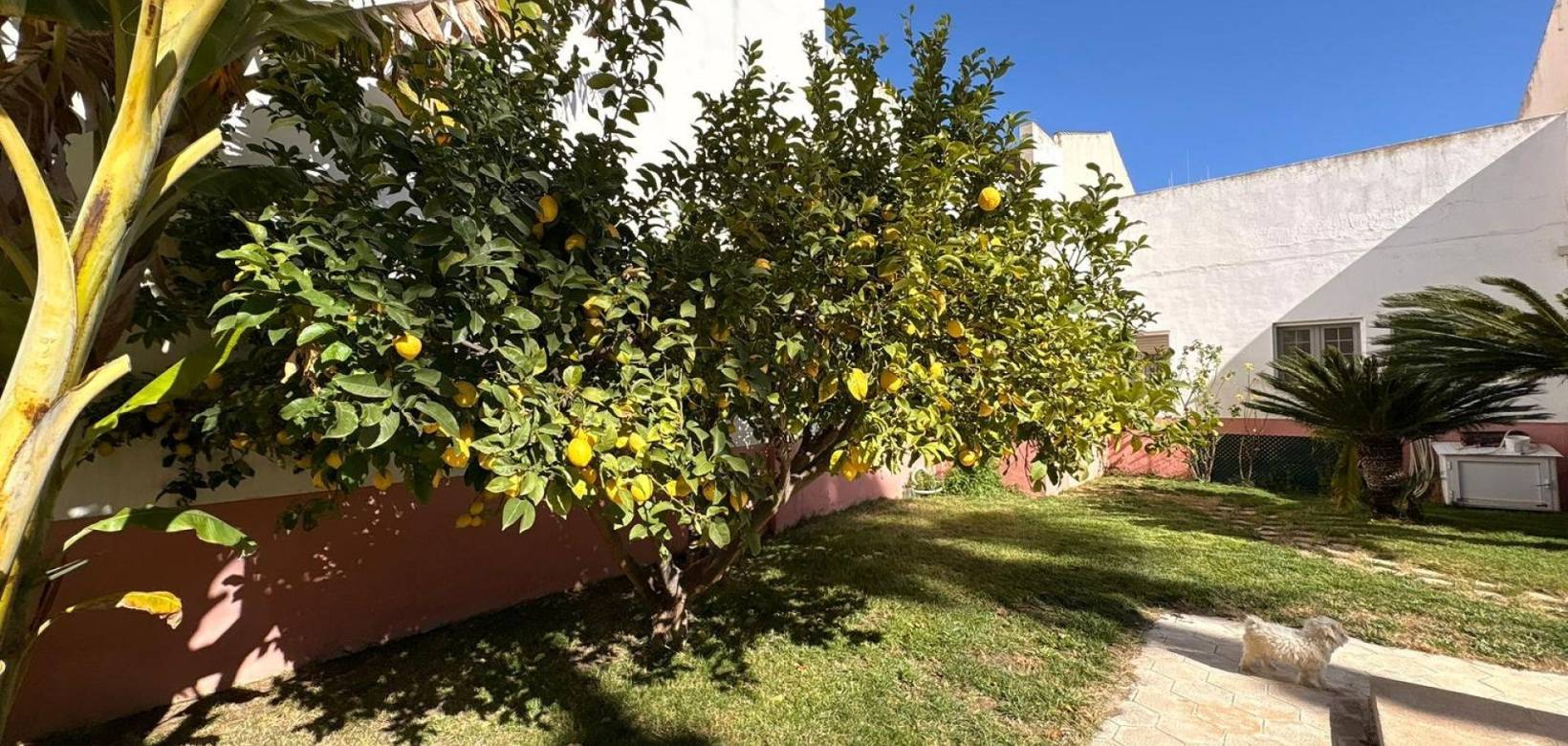 Wederverkoop - Villa - 