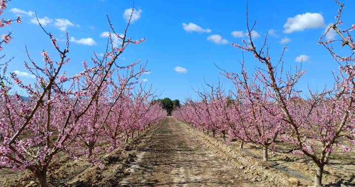 De la Floración en el Valle de Hondón al Espectáculo Rosa de Cieza: ¡Un Viaje de Colores!