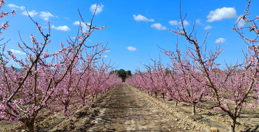 From the Blossoms of the Hondón Valley to Cieza’s Pink Spectacle: A Journey of Colors!