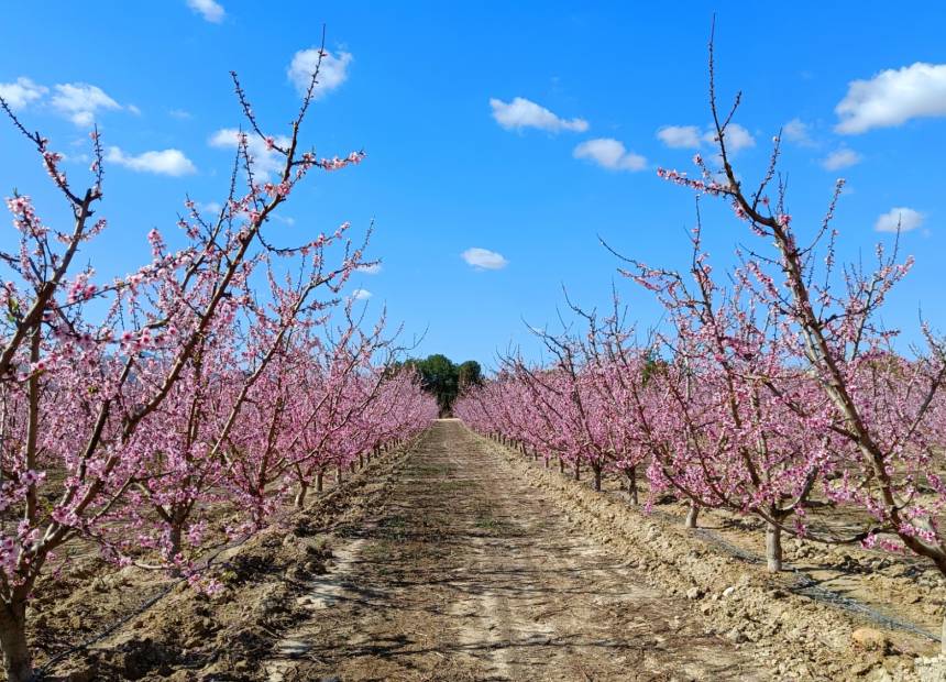 From the Blossoms of the Hondón Valley to Cieza’s Pink Spectacle: A Journey of Colors!