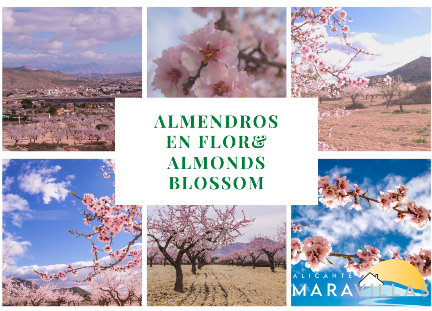 Almonds blossom