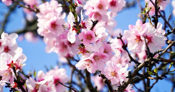 La Floraison des Amandiers dans la Vallée de Hondón : Un Spectacle Naturel