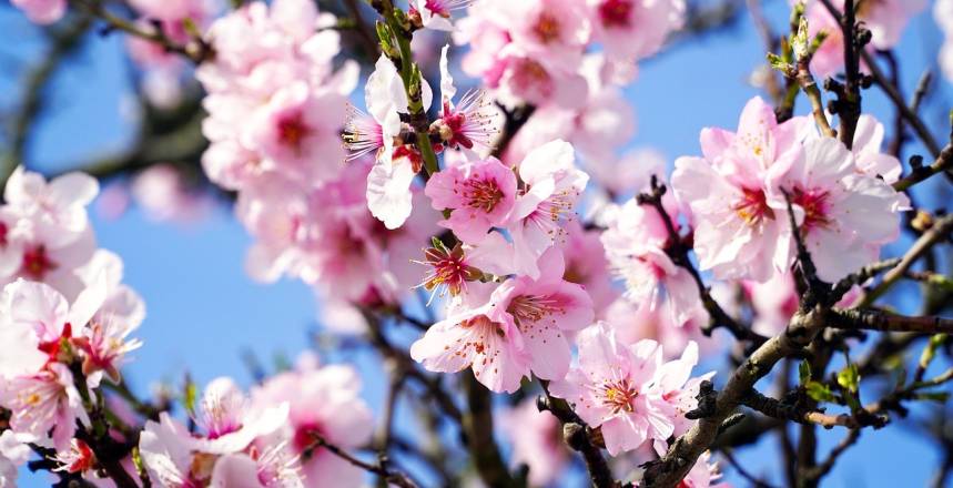 La Floraison des Amandiers dans la Vallée de Hondón : Un Spectacle Naturel