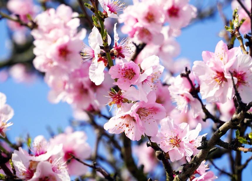 La Floraison des Amandiers dans la Vallée de Hondón : Un Spectacle Naturel