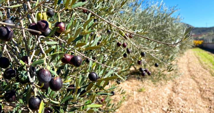 It’s Olive Season: Harvest Your Own Olive Oil