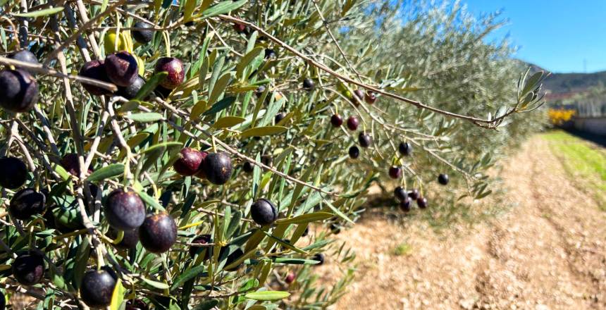 It’s Olive Season: Harvest Your Own Olive Oil