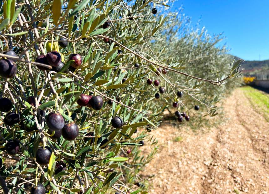It’s Olive Season: Harvest Your Own Olive Oil