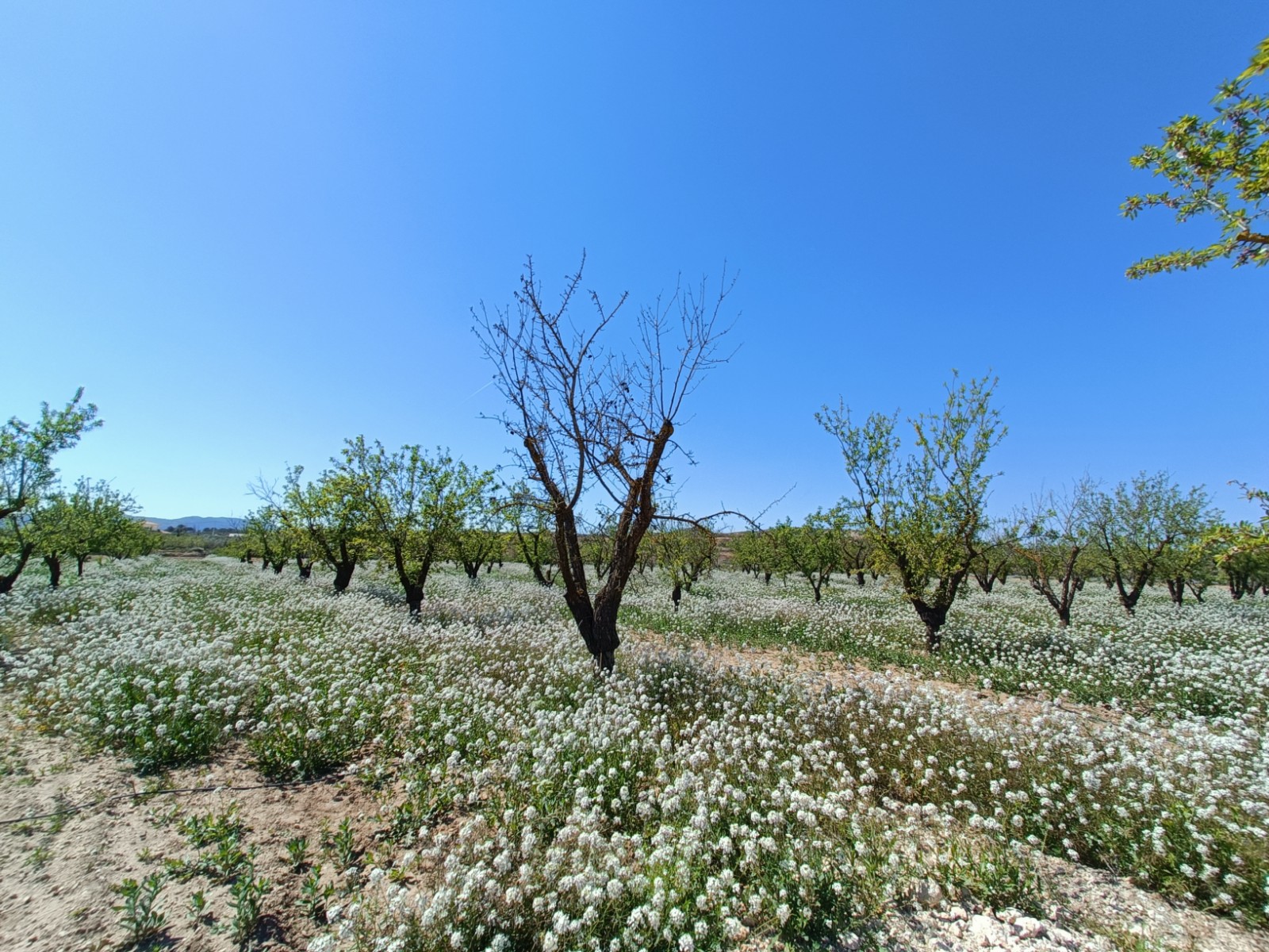 New Build Villa 3 Beds Pinoso with Private Pool and Large Plot